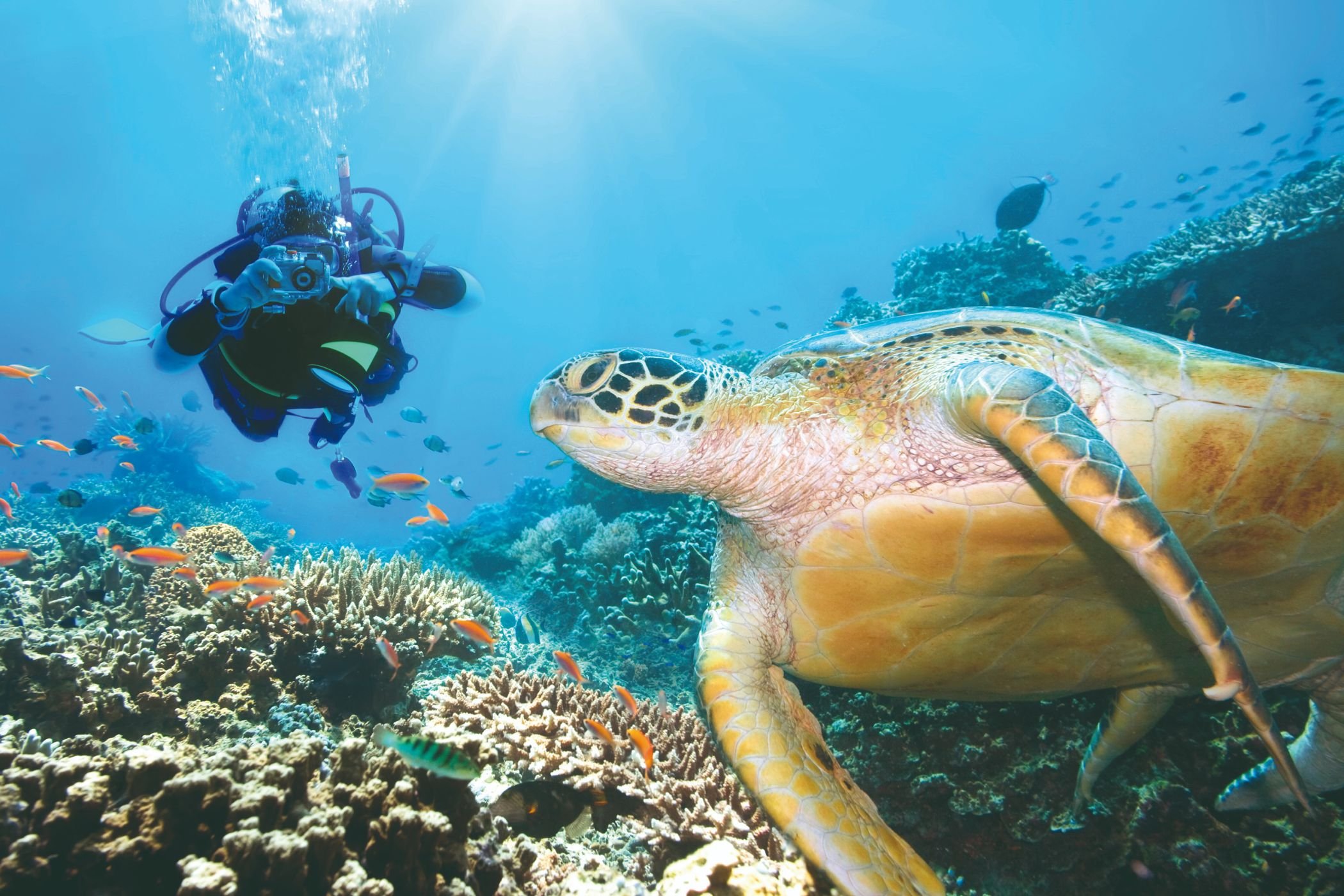 Crucero Catamarán Dream Maldivas Premium - Descripción del barco - Descriptif du Bateau