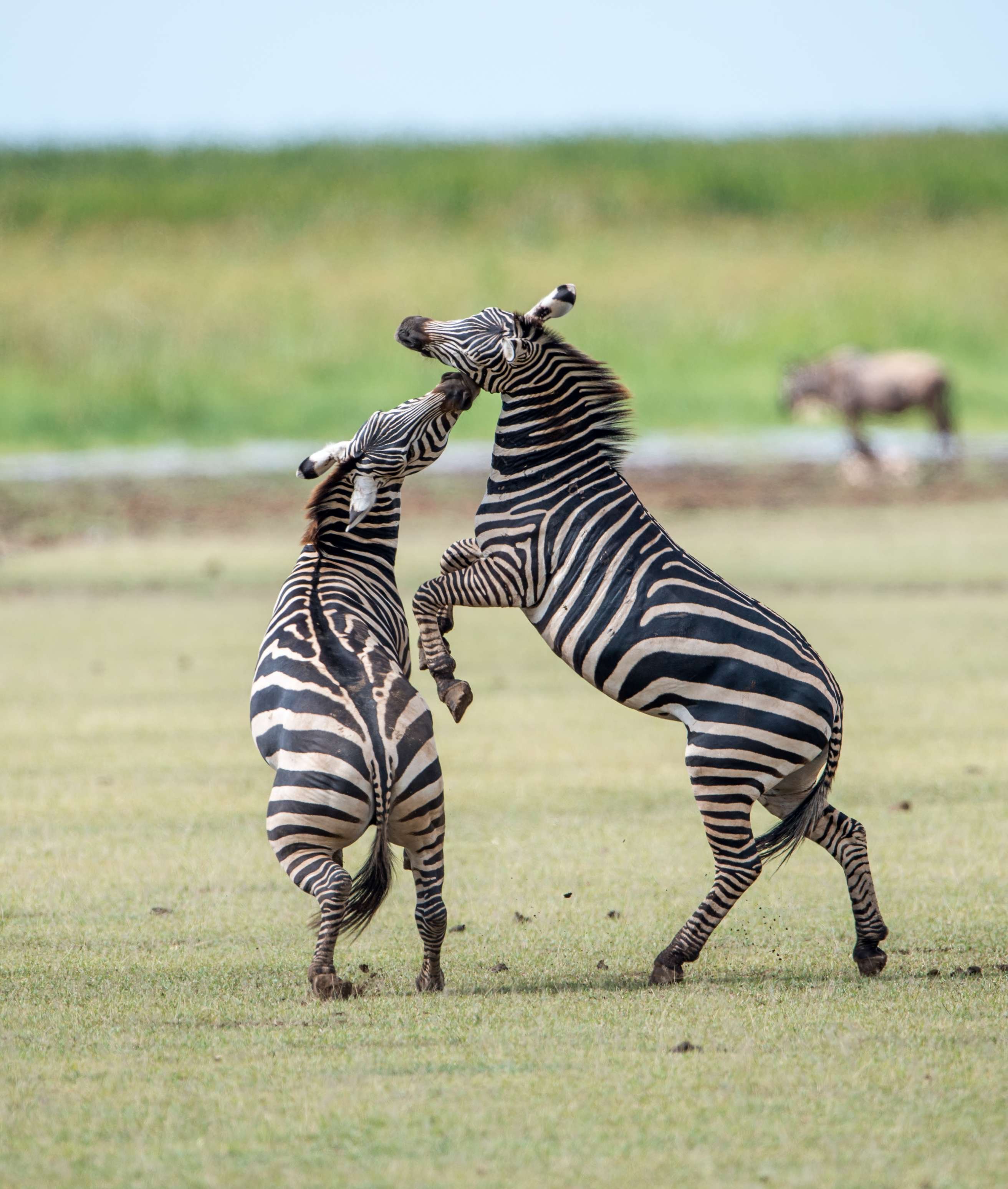 Safari animal de 5 días - Jornada completa de observación de fauna en el Serengeti Community Verified icon - Journée complète d'observation de la faune dans le Serengeti Community Verified icon