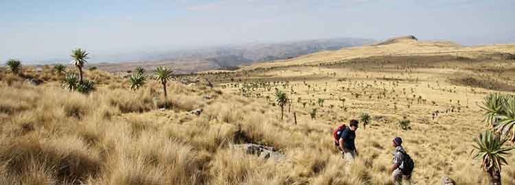 Voyage de 13 jours au cœur de l'ancien territoire des royaumes de l'Abyssinie, en Éthiopie. - Visite du parc de Semein. - Visite du parc de Semein