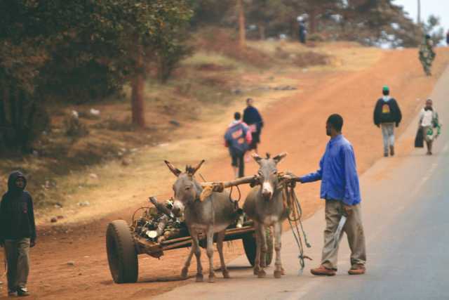 Safari de milieu de gamme dans le nord de la Tanzanie de 12 jours et sur l'île de Zanzibar.