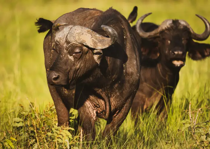 14-Day Grand Uganda Safari Experience - A morning transfer to Queen Elizabeth North - Photo of the day