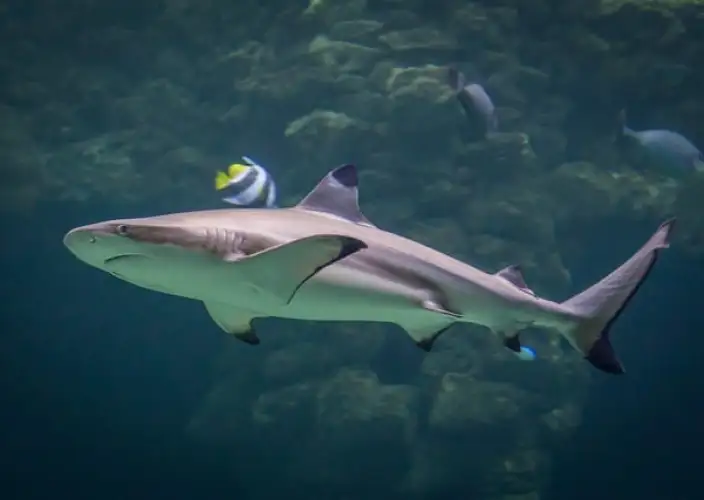 Prima esperienza in Polinesia Francese: il soggiorno ideale - Suggerimento: scoperta della laguna - requins