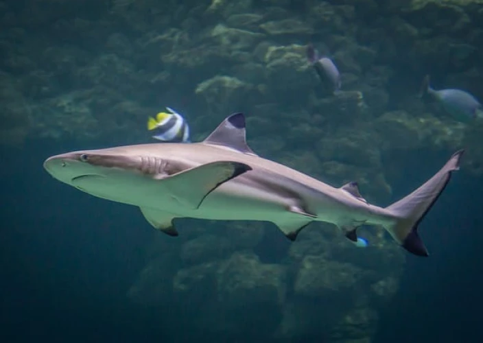 Erste Erfahrung in Französisch-Polynesien: der ideale Aufenthalt - Vorschlag: Entdeckung der Lagune - requins