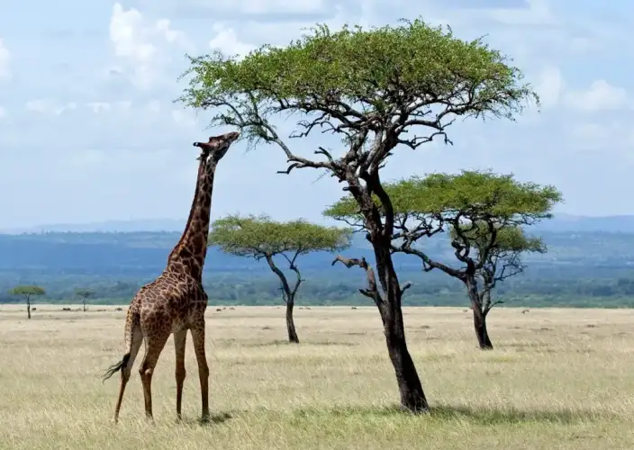 14-daagse Tanzania Safari, Cultuur & Zanzibar Ontsnapping - Serengeti Nationaal Park (Volledige Dagen) - Foto van de dag