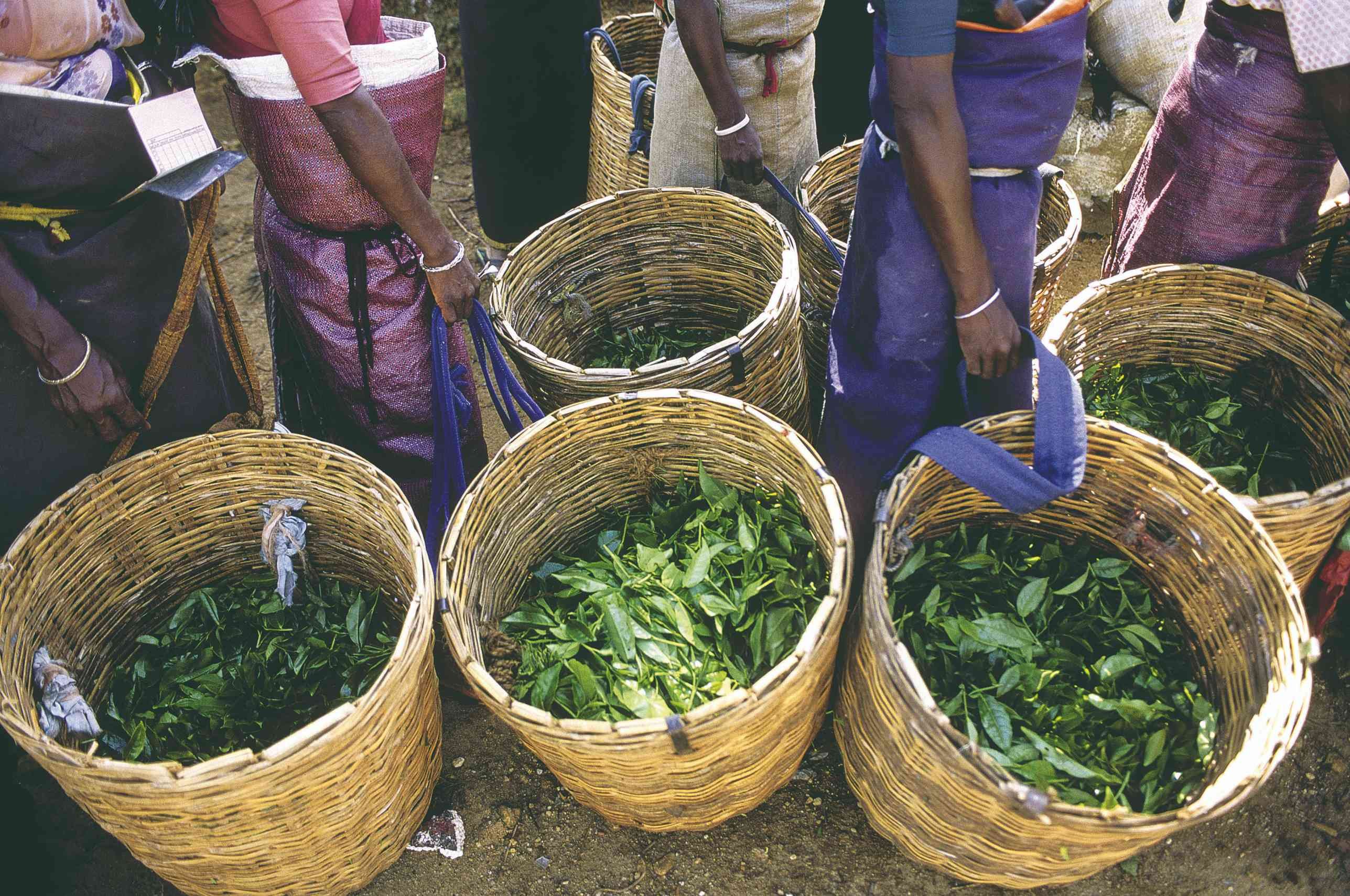 17 días descubriendo el auténtico Sri Lanka - Bandarawella, Ella, Nuwara Eliya - Bandarawella ella Nuwara Eliya