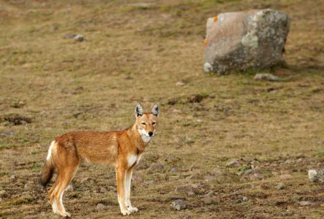 Montañas y lagos de Dire Dawa a Addis Abeba