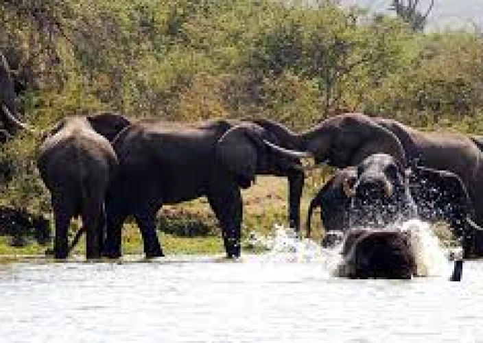 21-daagse Grote Oost-Afrika Expeditie - Game Drive & Kazinga Channel Boottocht - Foto van de dag