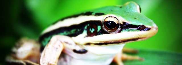 Aventura deportiva en Costa Rica: subida de adrenalina garantizada.