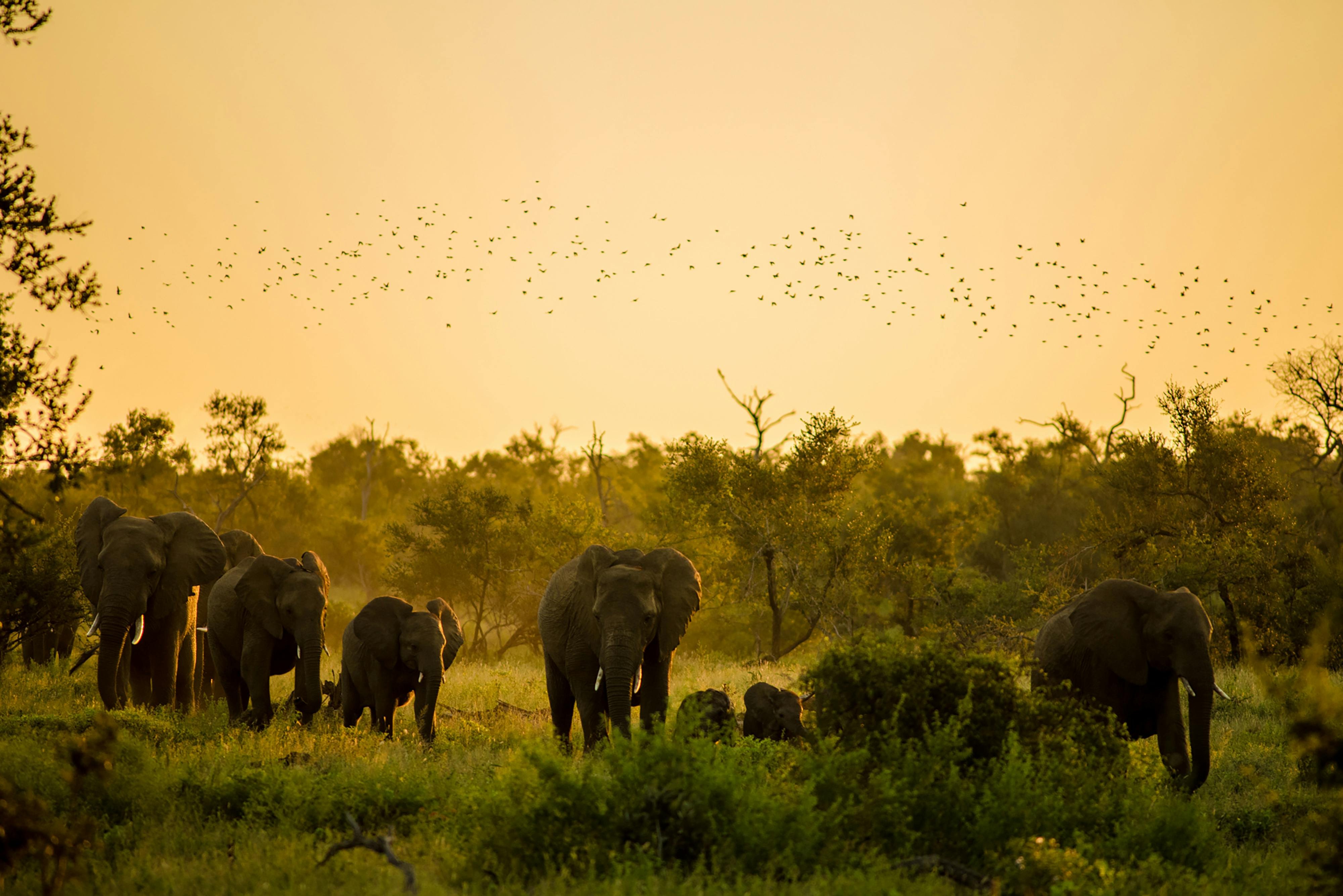 Avventura nella boscaglia e relax a Zanzibar - Avventura al Parco nazionale di Tarangire - Foto del giorno