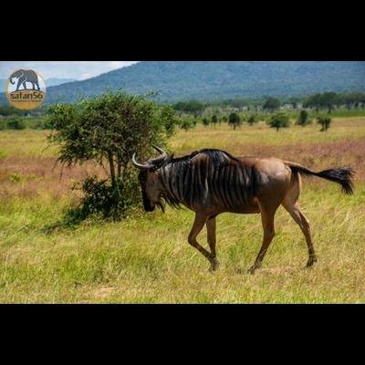 Ndutu Calving Migration Safari in Tanzania - Transfer to Ngorongoro Crater and return to Arusha. - b92019c8753cb49a37acd1b7151df3d5