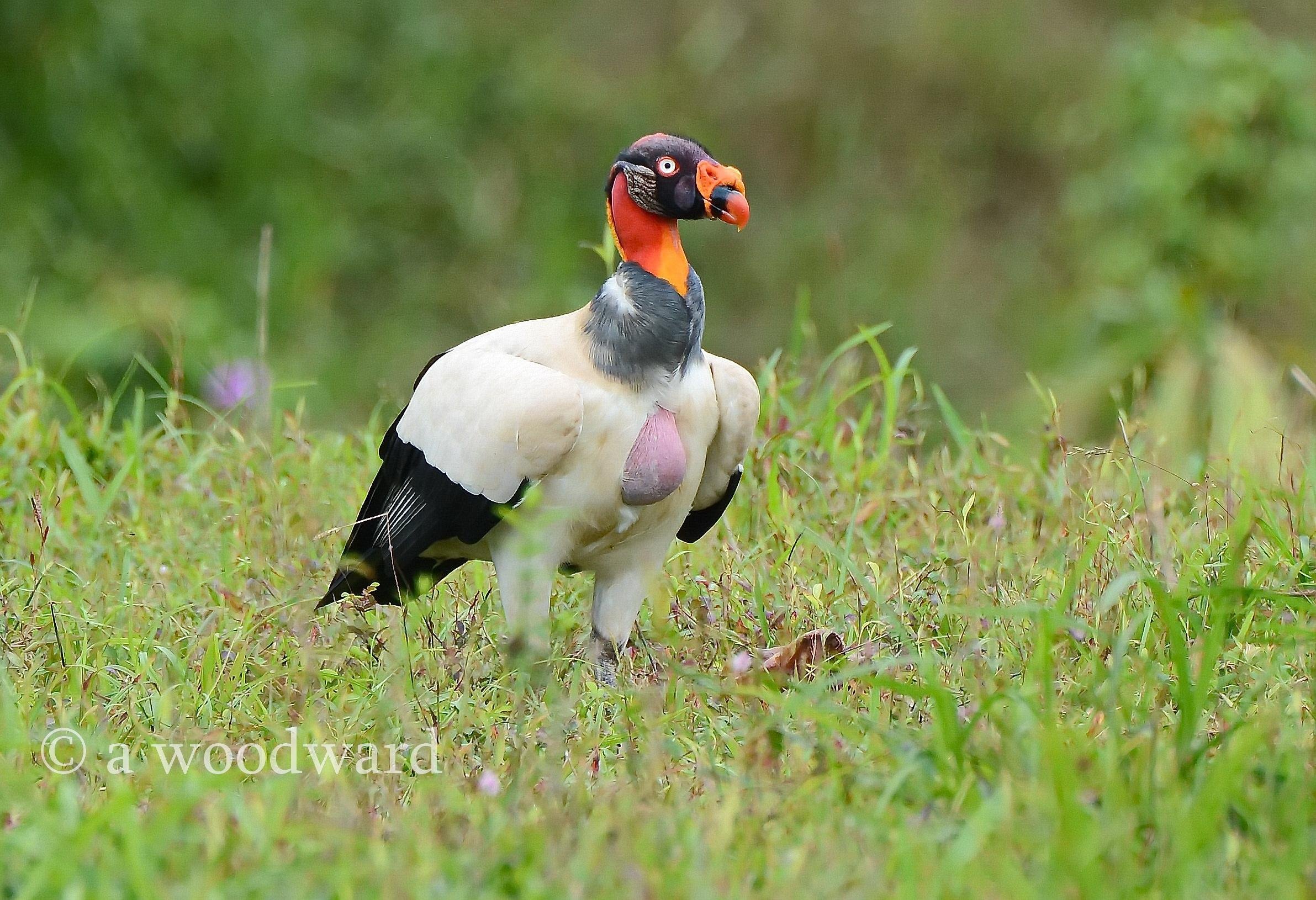 Fauna, flora e relax – un soggiorno vario ed economico - Da Boca Tapada verso il vulcano Arenal - De Boca Tapada vers le Volcan Arenal