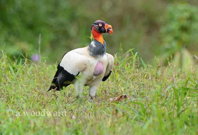 Fauna, flora en ontspanning – een gevarieerd en voordelig verblijf