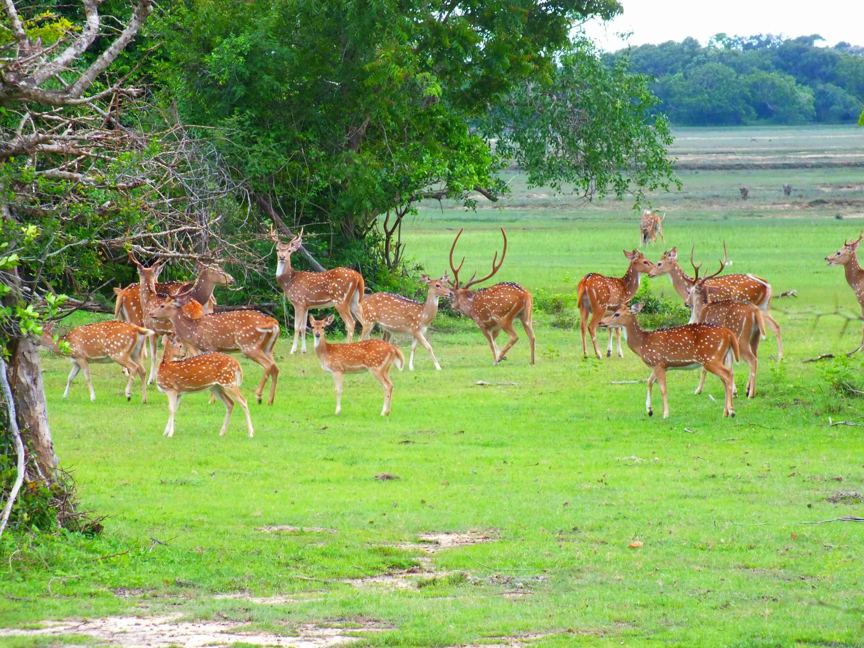 17 días descubriendo el auténtico Sri Lanka - Udawalawe Ella Bandarawella - Udawalawe ella Bandarawella