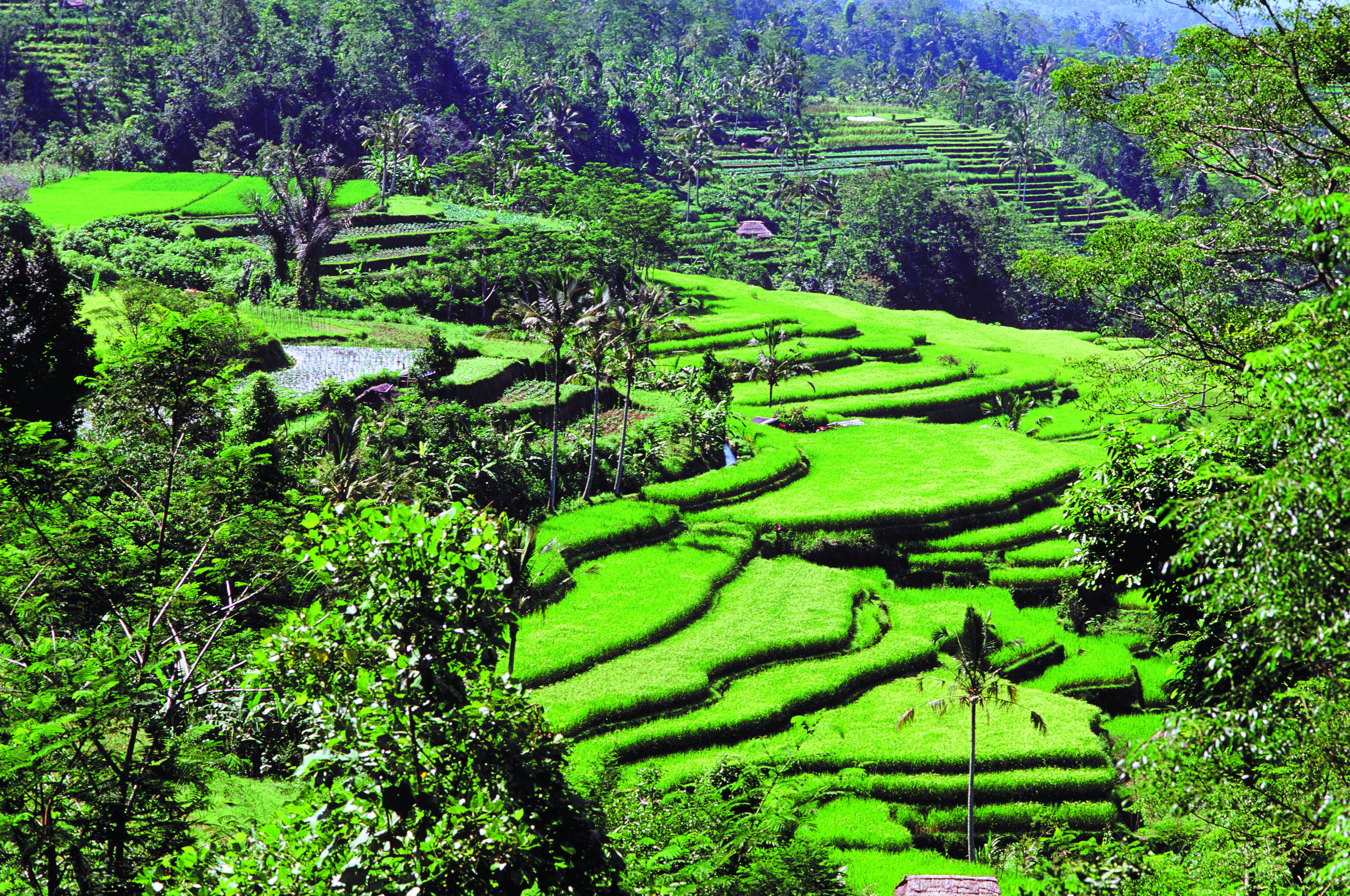 Bali: sensaciones en grupo pequeño - Paseo en bicicleta de montaña en la región de Ubud - Balade VTT dans la région d Ubud