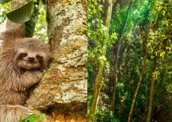 Brasilianisches Erlebnis: Rio, Iguaçu & Salvador - Entdecke den Tijuca-Wald – Wanderwege zu Höhlen und Wasserfällen - Tagesfoto
