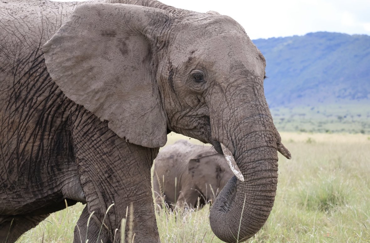 Safari Confort de 8 jours au Kenya - À la découverte des grands félins et plus dans le Masai Mara - À la Découverte des Grands Félins et Plus dans le Masai Mara