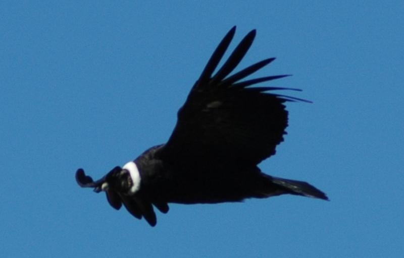 De l'Atacama à la Patagonie, 18 jours au Chili. - PUERTO NATALES - PUNTA ARENAS / SANTIAGO - VALPARAÍSO - PUERTO NATALES - PUNTA ARENAS / SANTIAGO  - VALPARAÍSO