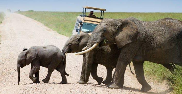 7-Day Wildebeest Migration: Western Corridor, Serengeti - Western Serengeti National Park - ab5a888c23a85b78cbdeba2069a43d54