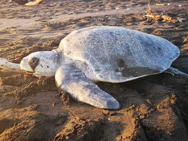 Van de Caribische kust tot de Pacifische kust van Costa Rica.