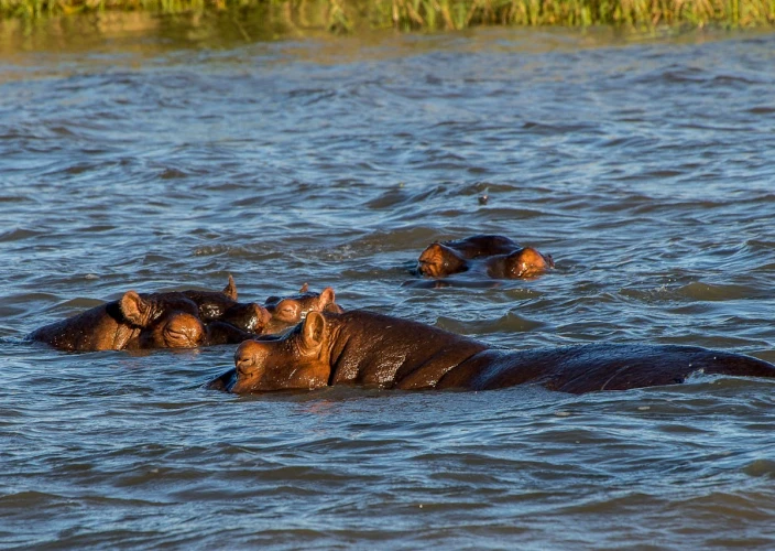 7 Dagen The Circle of Life: Een Calving Safari Ervaring - Ndutu naar Centraal Serengeti Nationaal Park - Foto van de dag