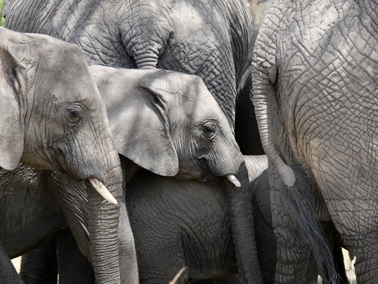 14 Tage Safari & Sand: Die Tansania Flitterwochen-Flucht - Ganztägige Serengeti-Pirschfahrt & Heißluftballon - Tagesfoto
