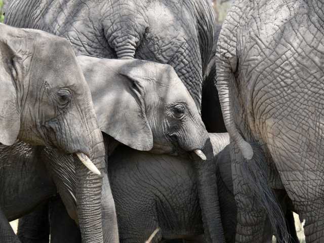14 jours Safari & Sable : L'escapade de lune de miel en Tanzanie