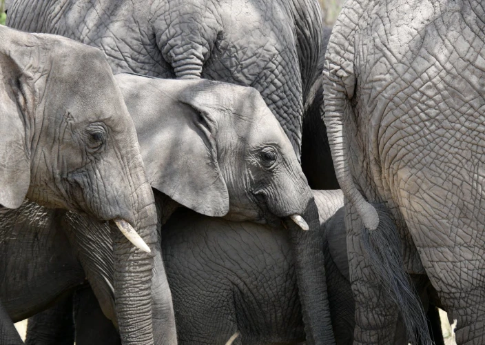 14 Dias de Safari & Praia: A Fuga de Lua de Mel na Tanzânia - Safari de um dia inteiro no Serengeti e passeio de balão de ar quente - Foto do dia