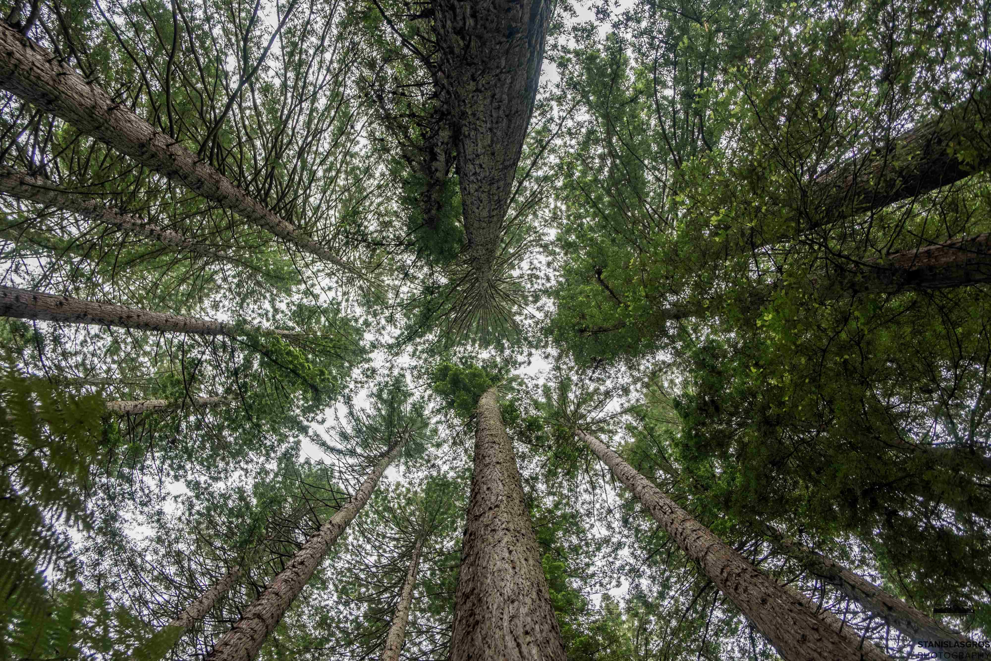 Le imperdibili della Nuova Zelanda - Rotorua, cuore della cultura maori e dell'attività geotermica - Foto del giorno