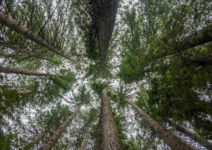 Le imperdibili della Nuova Zelanda - Rotorua, cuore della cultura maori e dell'attività geotermica - Foto del giorno