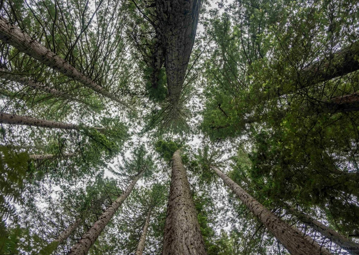 Must-sees of New Zealand - Rotorua, cœur de la culture maorie et de l'activité géothermique - Photo du jour