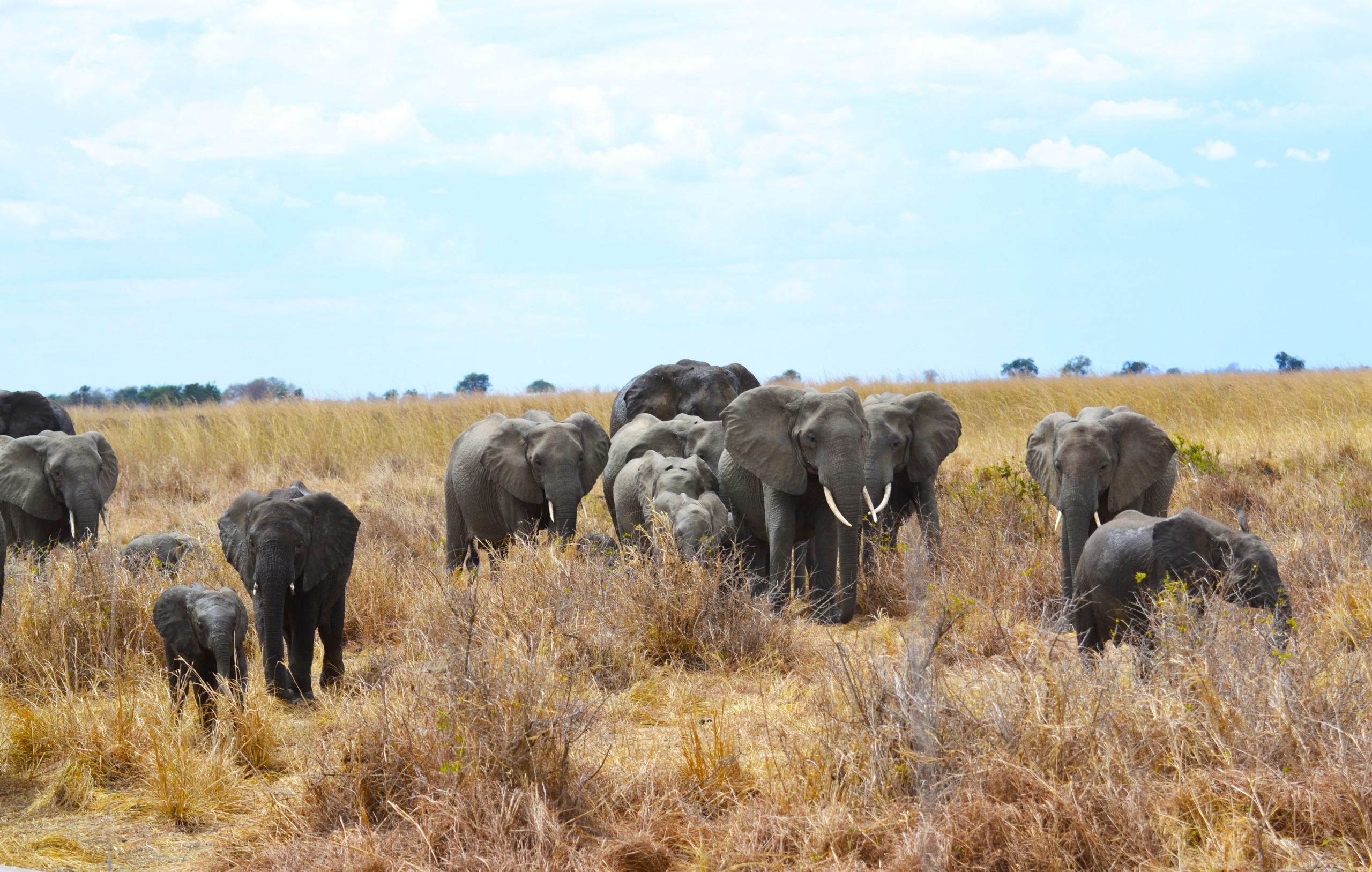 Safari de 7 jours de la Grande Migration : Tarangire, Serengeti & Ngorongoro - Safari d’une journée complète dans le parc national de Tarangire - Photo du jour