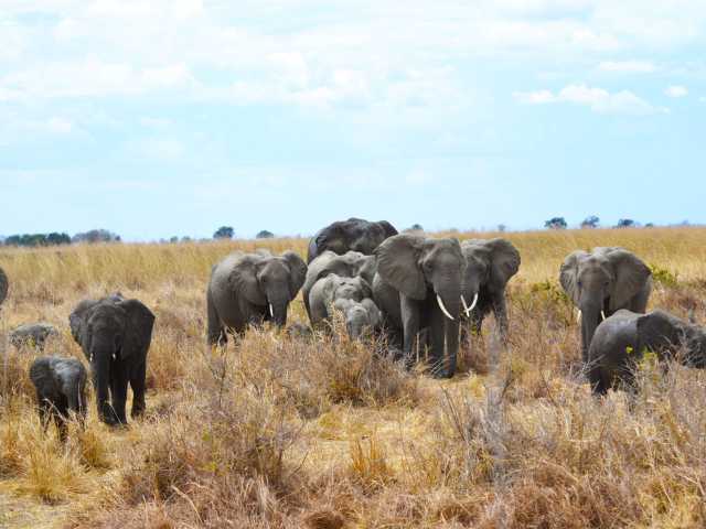 Safari de 7 jours de la Grande Migration : Tarangire, Serengeti & Ngorongoro