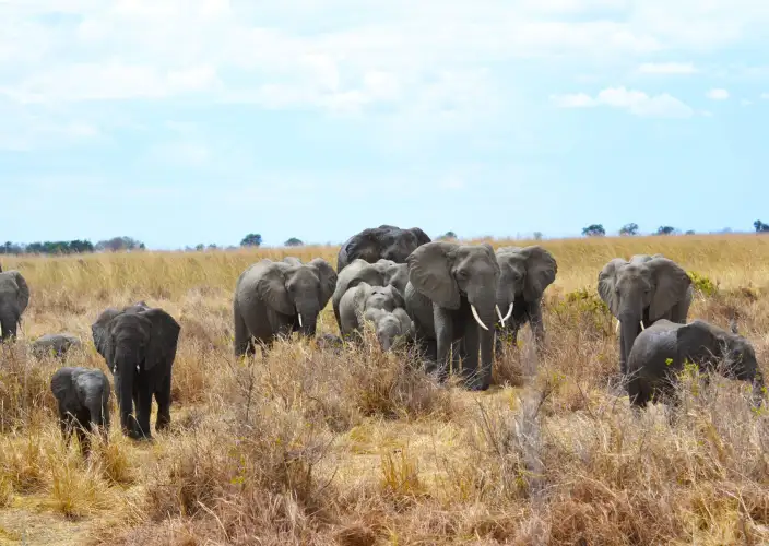 Safari de 7 jours de la Grande Migration : Tarangire, Serengeti & Ngorongoro - Safari d’une journée complète dans le parc national de Tarangire - Photo du jour