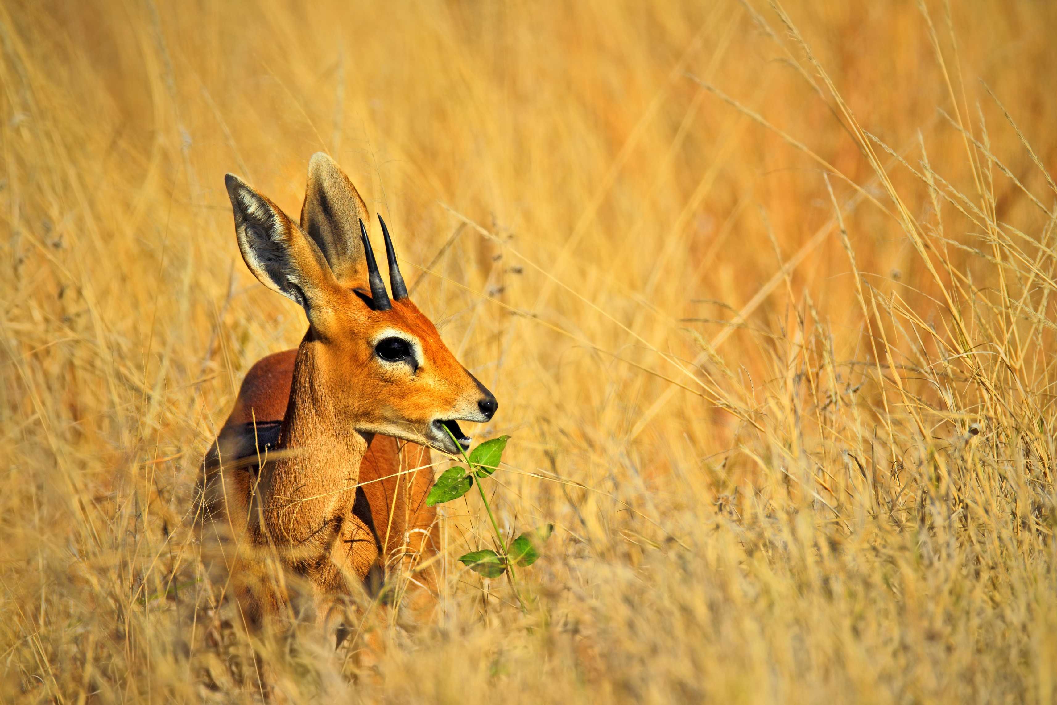 Geleide rondreis - De hoogtepunten van Zimbabwe - Nationaal park Hwange - Parc national de Hwange