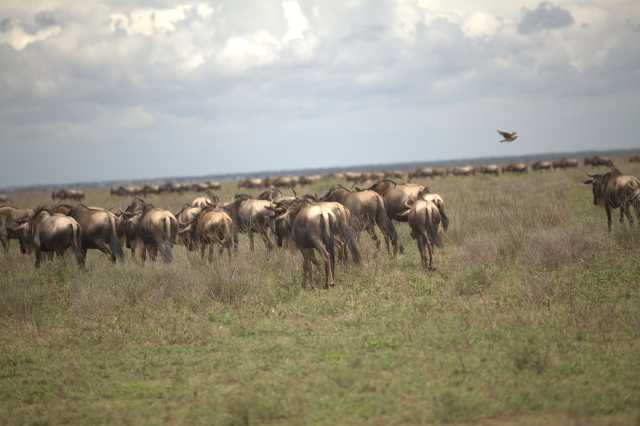 Safari de 4 jours de traversée de la rivière Mara par les gnous