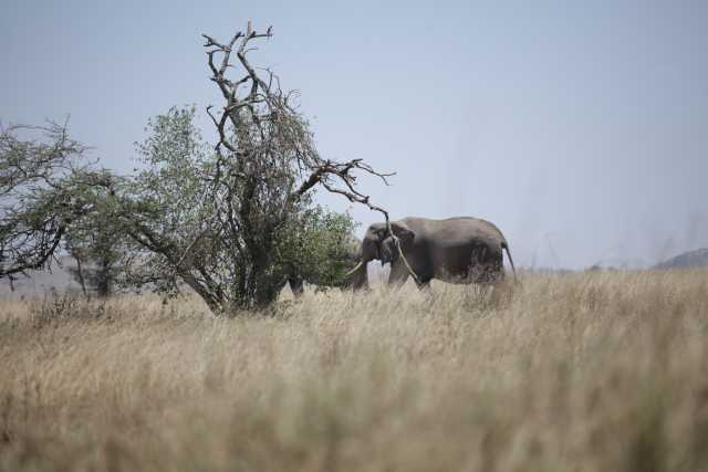 5 Días de Safari de la Temporada de Parto en Ndutu desde Zanzíbar