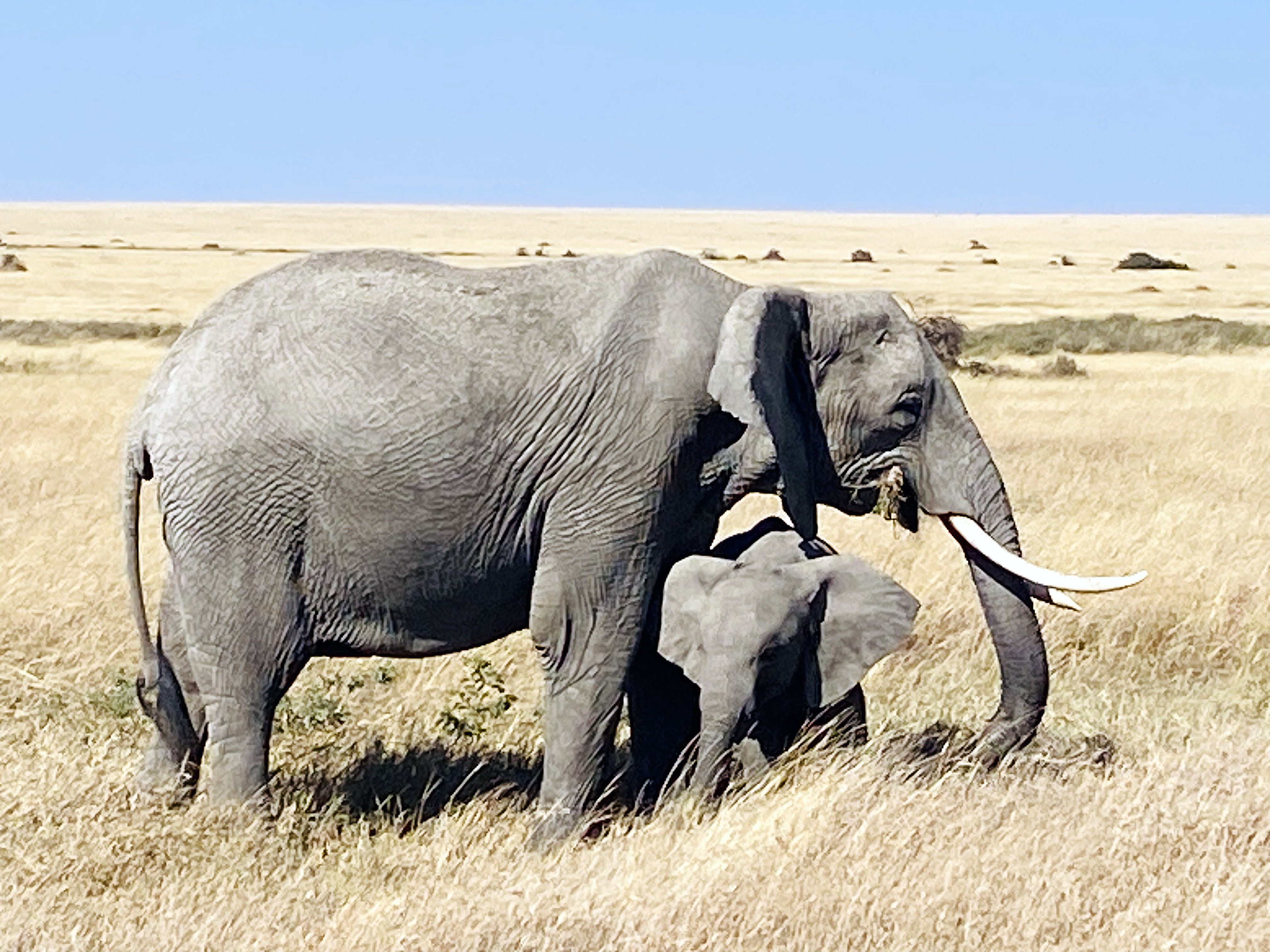Safari Trésor de Tanzanie de 6 jours - Ville d'Arusha – PN de Tarangire - PC - Photo du jour