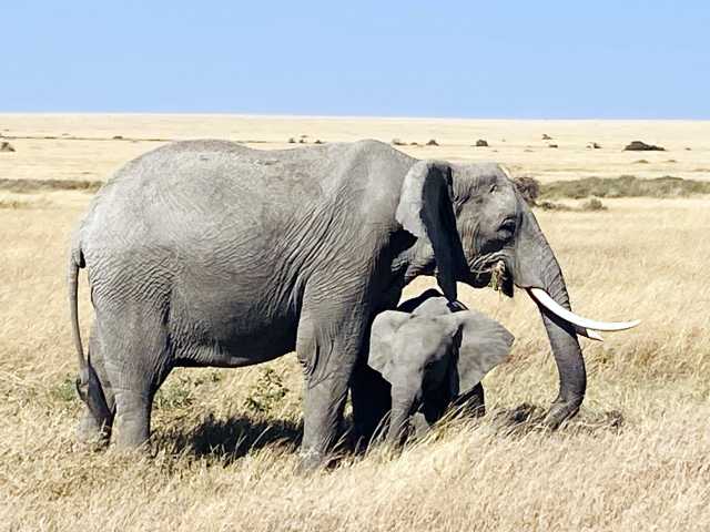 6 Tage Schatz von Tansania Safari