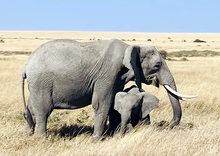 6 Días Tesoro de Tanzania Safari - Arusha Town – Tarangire NP - PC - Foto del día