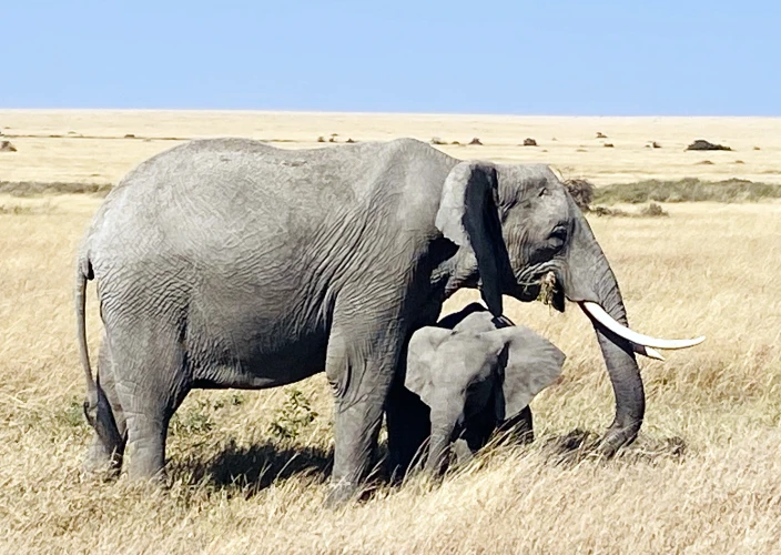 6 Days Treasure of Tanzania Safari - Arusha Town – Tarangire NP - FB - Photo of the day