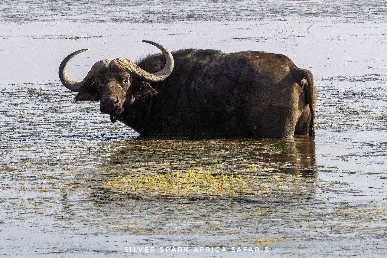 11-Day Serengeti, Maasai Mara, Tarangire, Amboseli Park - Ngorongoro Crater - Arusha/Kilimanjaro Airport - 42aa89240c9b1301f5dbc069751b787f