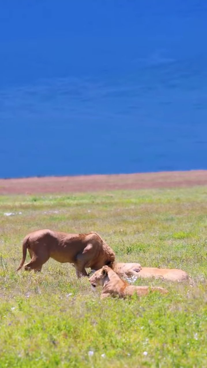 Unforgettable Adventure of Wilderness - Ngorongoro Conservation Area - Photo of the day