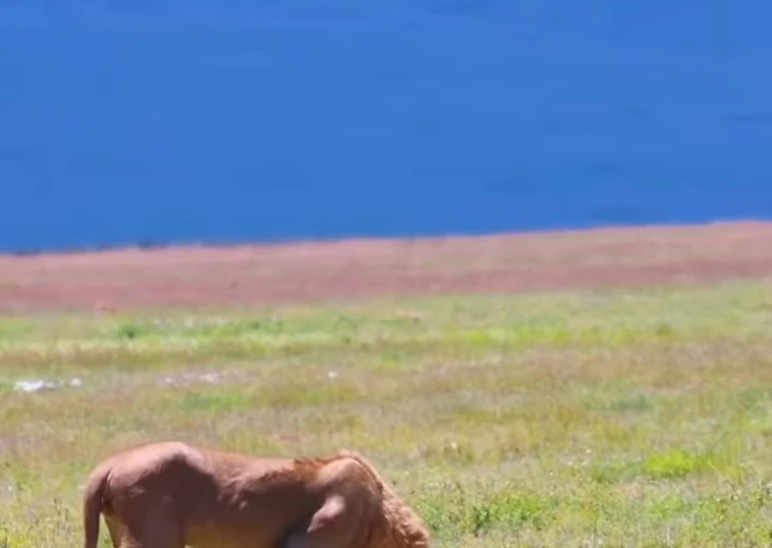 Aventure inoubliable dans la nature sauvage - Zone de conservation du Ngorongoro - Photo du jour