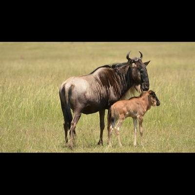Ndutu Calving Migration Safari in Tanzania - Full game drive in the Ndutu area. - 2740be06207e9ad70b7b705138f39e91