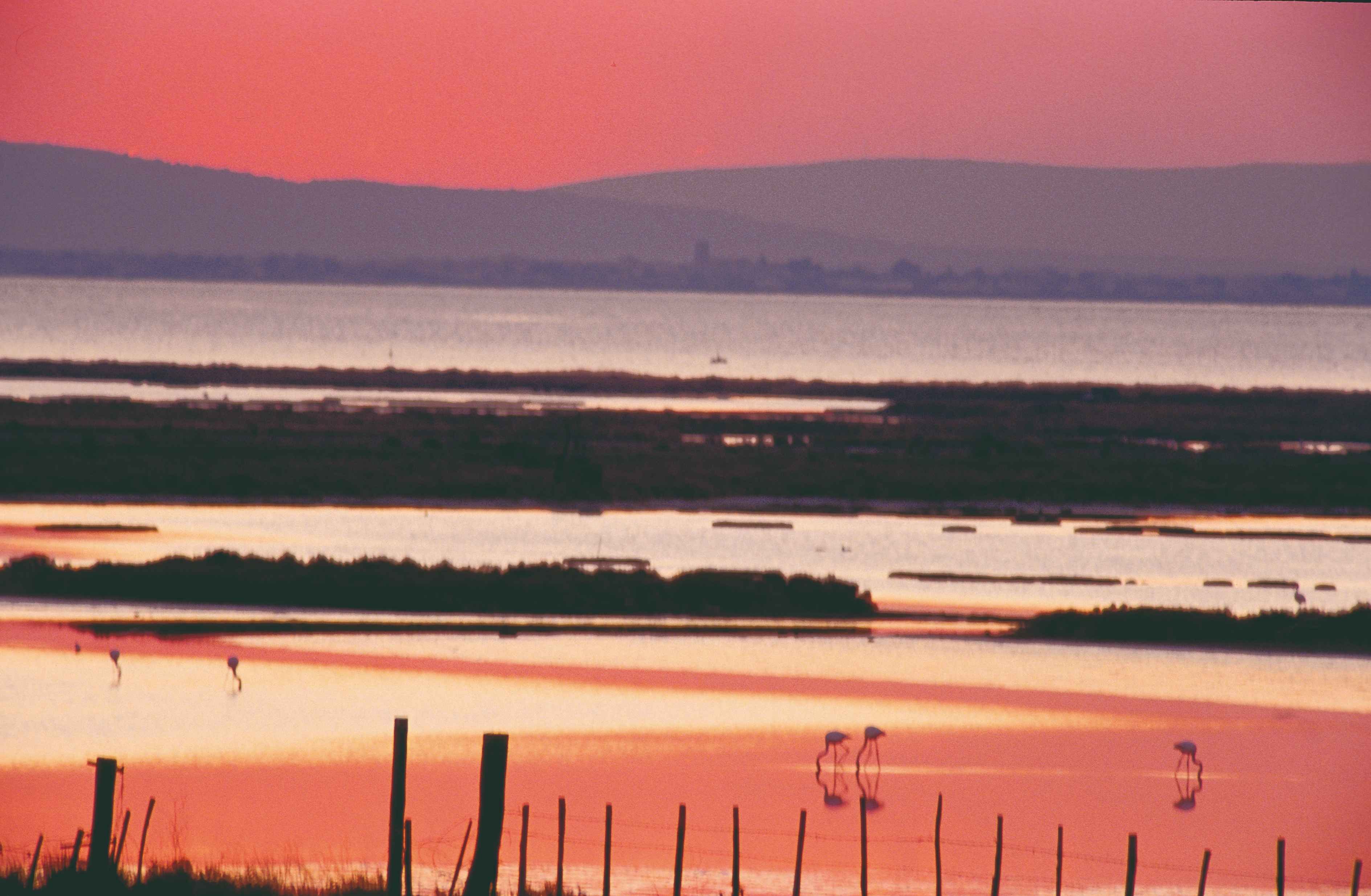Las Alpilles, el encanto de lo auténtico. - La Camarga, llena de colores - La Camargue haute en couleurs