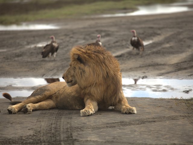 8 Jours Safari Grande Migration du Serengeti & Traversée de la Rivière Mara
