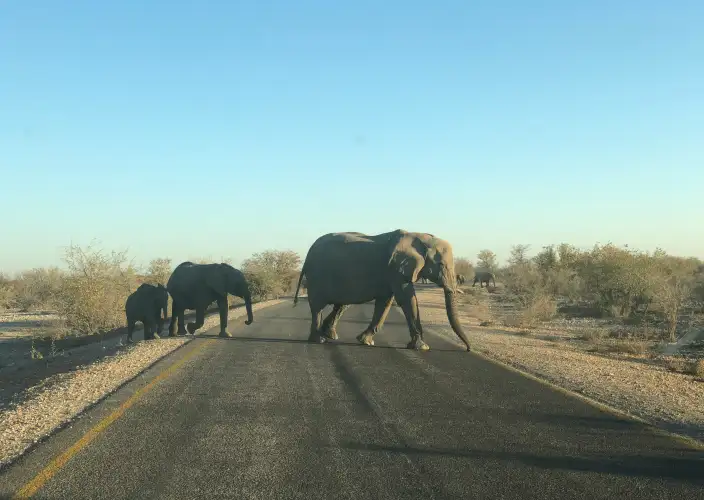 Safari de 2 dias em Akagera: Acampamento e uma noite romântica - Kigali-Akagera (Safári ao Entardecer) - Foto del día