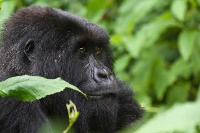 3-day luxury short flight to the mountain gorillas.