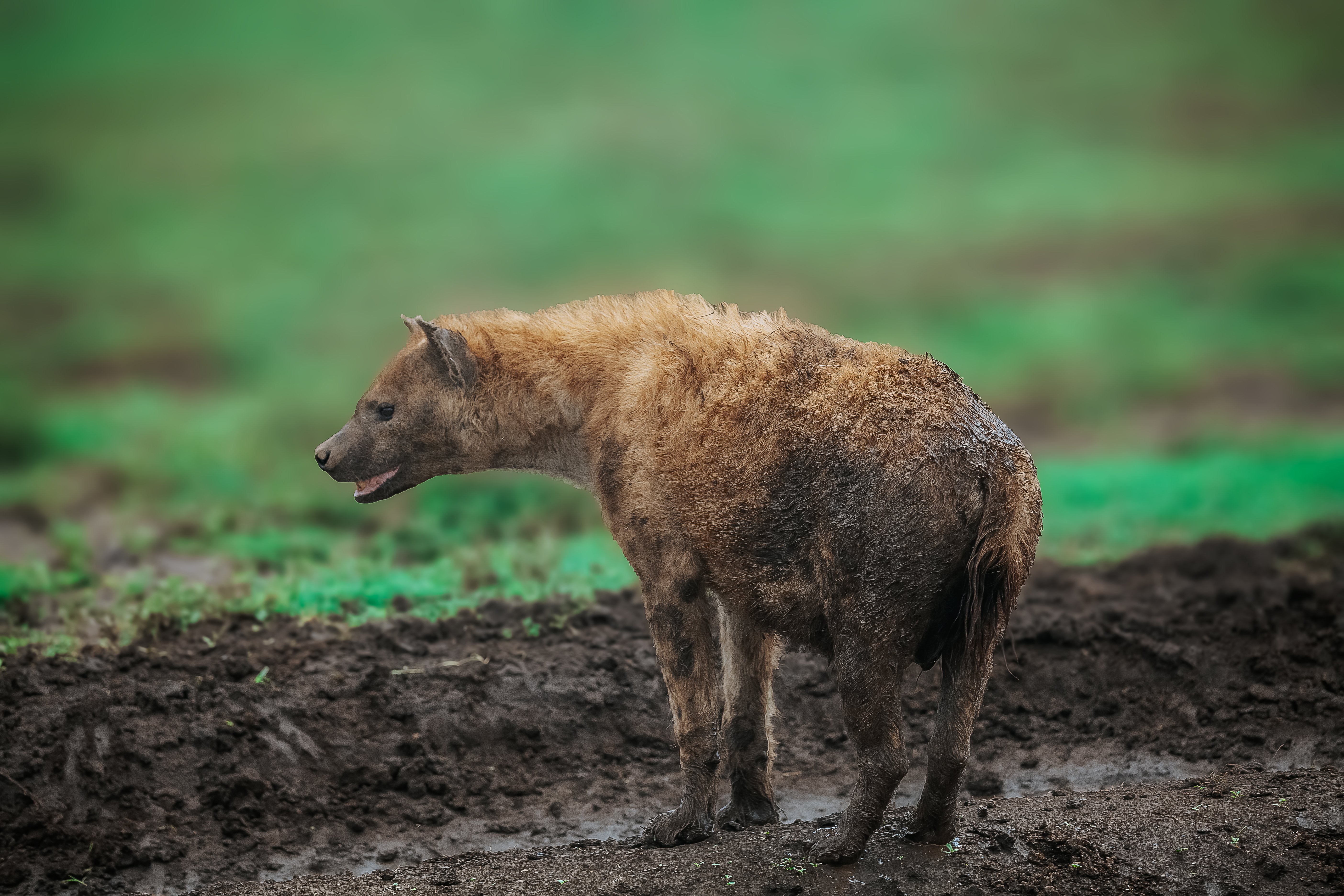 Aventura clásica de safari en Tanzania de 7 días - Serengeti – Tour del Cráter de Ngorongoro – Karatu - Foto van de dag