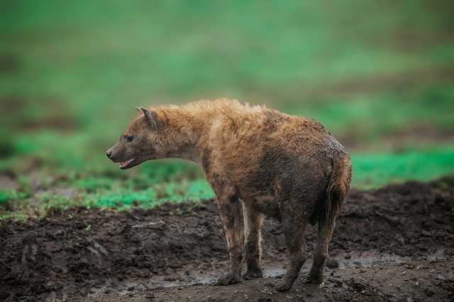 7-Day Tanzania Classic Safari Adventure